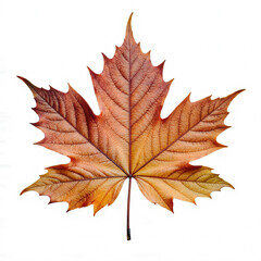 Obraz premium Autumn Leaf's Vivid Hues: A striking close-up showcases the intricate details and vibrant colors of a single maple leaf in the peak of autumn
