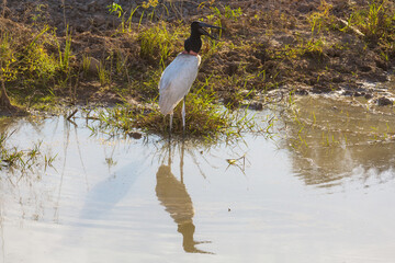 Jabiru