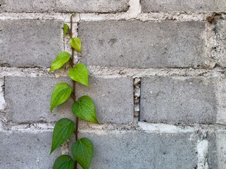 Green betel vine climbing on rough brick wall, fresh heart-shaped leaves growing vertically,...