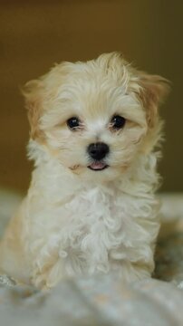 Adorable fluffy puppy relaxing at home on a cozy blanket in soft lighting