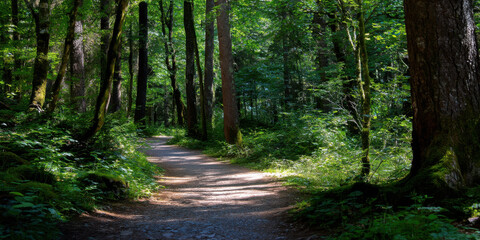 Fototapeta premium Tranquil forest trail with dappled sunlight filtering through tall trees and lush green foliage creating peaceful nature scene