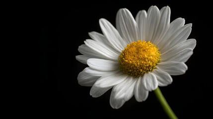 Chamomile flower