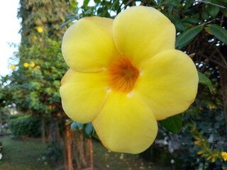 yellow frangipani flower