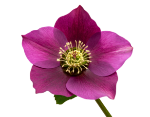Side View of a Single Deep Purple Hellebore Flower with Stem – Realistic Botanical PNG