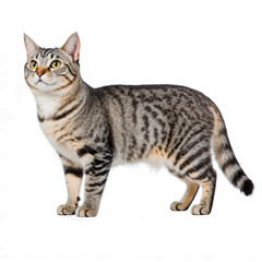 Majestic Cat Portrait: A full-body shot of a gorgeous tabby cat in perfect focus, showcasing its intricate coat pattern and regal posture, embodies the essence of feline elegance and curiosity.