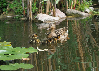 Female mallard and ducklings in a pond, wild duck, Anas platyrhynchos