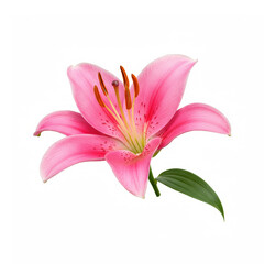Naklejka premium Flower lily isolated on white background