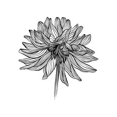 Line Drawing Wavy Dahlia Flower, Vector Isolated Line Art Hand Drawn Floral Intricate Black Outline Abstract Art, Elegant Details Wedding Arrangement

