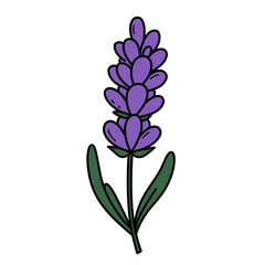 Simple Purple Lavender Flower Illustration