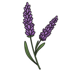 Stylized Lavender Flower Sprigs Botanical Vector Illustration