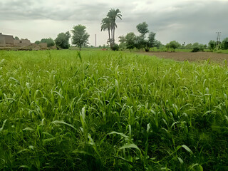 Lush vibrant green field sways under a vast sky, rural scene with tall palm trees, traditional...