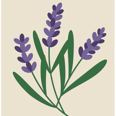 Minimalist Lavender Flowers Botanical Illustration