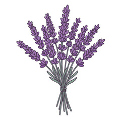 Hand-drawn lavender bouquet illustration. Purple aromatic flowers tied together, isolated on white background.