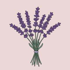 Aromatic Lavender Flower Bouquet Illustration on Pink Background