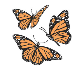 colorful and black butterfly logo icons and silhouettes