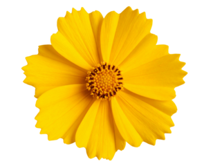 Top View of a Single Bright Yellow Coreopsis Flower in Full Bloom, Isolated on Transparent Background