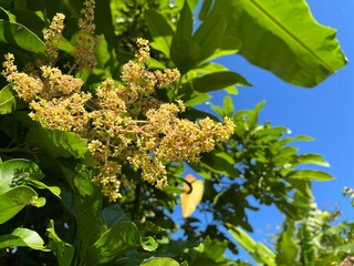 Close-up of blooming mango flowers under bright sunlight with lush green leaves and clear blue sky in the background, captured in a tropical outdoor setting.