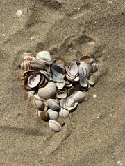 seashells on the beach