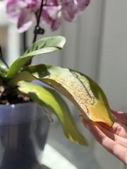 Faded neglected houseplants by the window after long absence. Dry orchid leaves and yellowing...