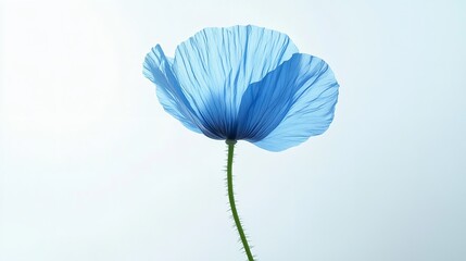 Beautiful himalayan blue poppy flower wallpaper background nature floral botanical photography stock image silhouette