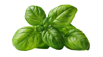 Basil leaves isolated on a white background