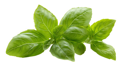 Basil leaves isolated on a white background
