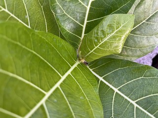 Close-up of green leaves with visible veins and texture in natural daylight, highlighting leaf...