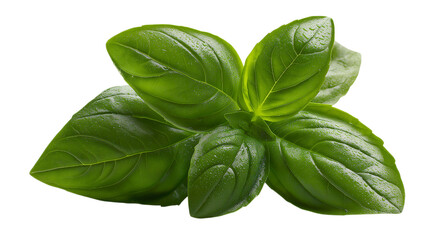 Basil leaves isolated on a white background
