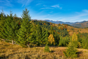 Beautiful autumn in the mountain forest.