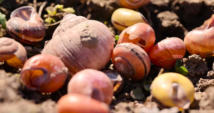 old shells of grape snails on the ground, a large number of empty snail shells on the ground after wintering