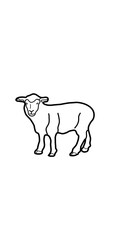illustration of a sheep