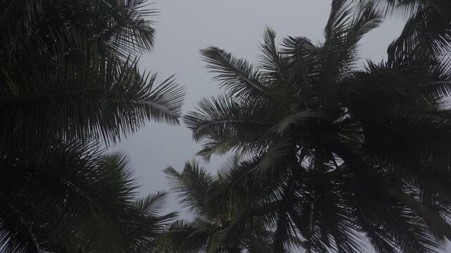 Aerial, The IVORY COAST
