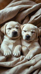 two adorable baby labradors cuddling up