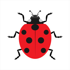 Ladybug. Color vector illustration. Isolated on white background.	