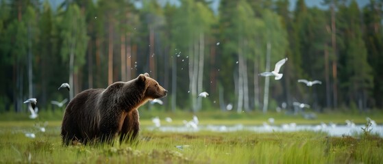 White seagulls flying around brown bear on green meadow in wild woodland of Finland