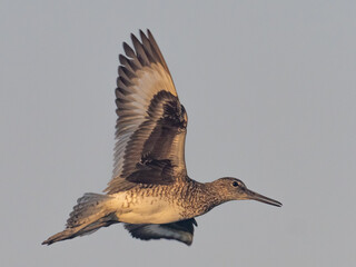 A close up of an eastern WIllet in flight showing the contrasting black and white feathers on the underwing