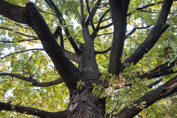 An old oak tree with strong branches from bellow
