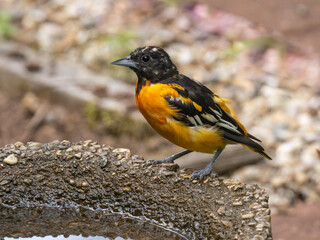 A bright male Baltimore Oriole molting into full adult plumage and sitting at the edge of a bird water bath