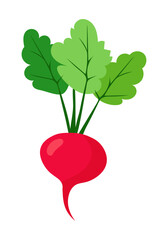 Rzodkiewka ilustracja