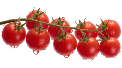 Fresh Cherry Tomatoes on Vine with Water Droplets