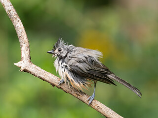 A very wet Tufted Titmouse that has just finished bathing on a very hot and humid day