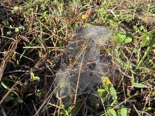 Close-up of a spider web covered in morning dew among wild grass and plants, glistening in natural sunlight in an outdoor setting.