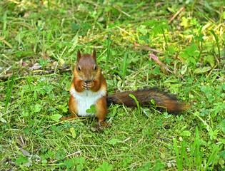 Funny Red squirrel (Sciurus vulgaris) with nut in Pavlovsk Park, St. Petersburg, Russia