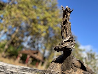 Close-up of dry tree stump in focus with blurred rural landscape, blue sky, and autumn foliage in the background.