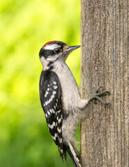 A close up of an immature Downy Woodpecker perched on the side of a fence post