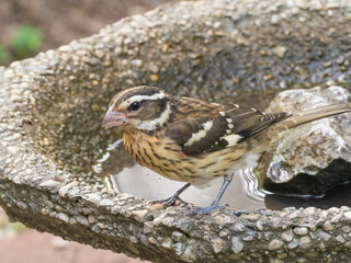 A close up of a female or immature Rose-breasted Grosbeak perched on the edge of a bird water bath