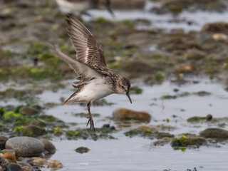A Semipalmated Sandpiper in flight and coming in to land on the shoreline with wings raised