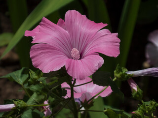 A front view of a vibrant pink Lavatera flower in sunlight