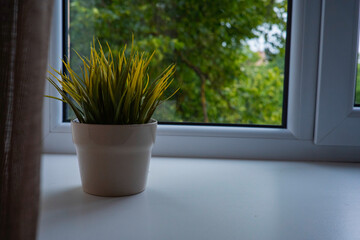 Green flower in a pot on the windowsill