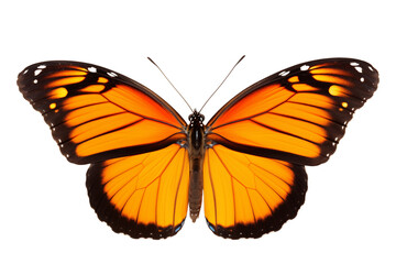 Fototapeta premium Butterfly on Transparent Background